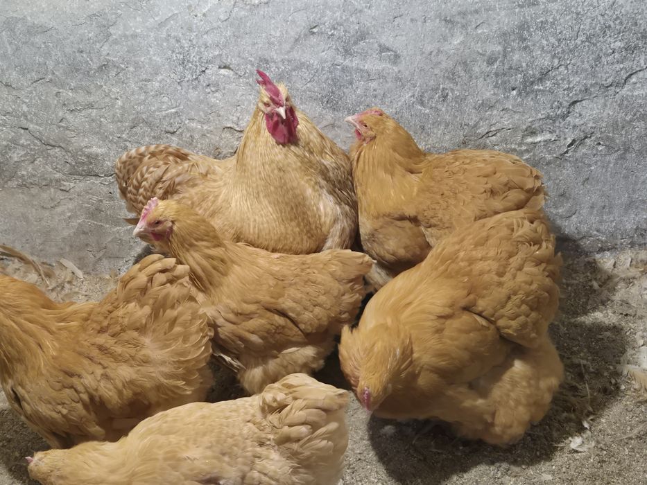 Продавам Жълт Орпингтон 5+1.