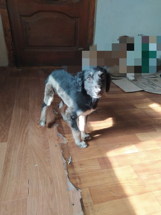 Продам щенка тазы девочка.