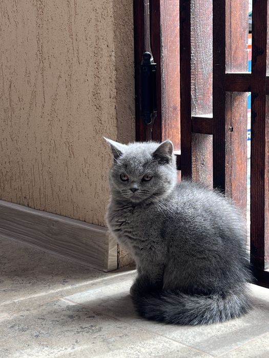 British Shorthair
