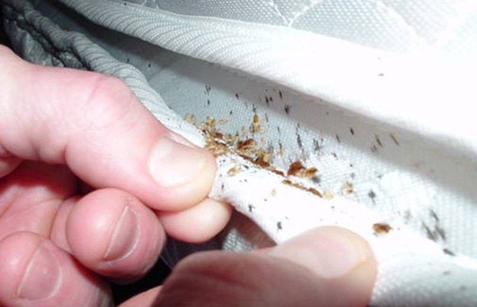 Dezinfeksiya dizinfeksiya  xizmati klopa klapa tarakan