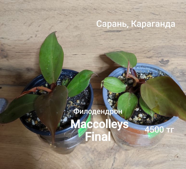 Филодендрон разный