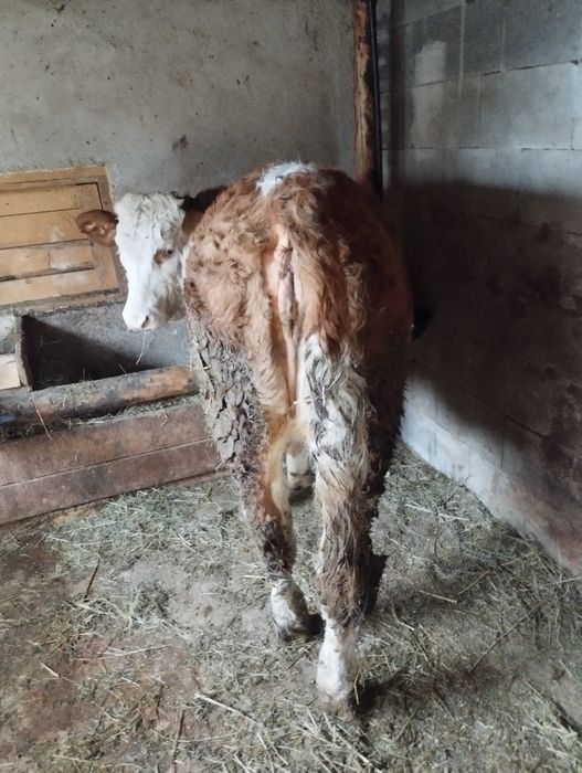 De vânzare o vițeauă