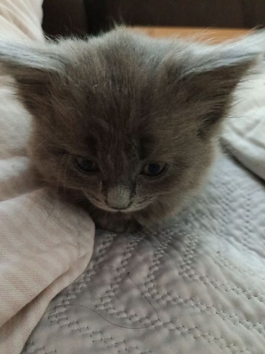 отдам двух котят(девочки)