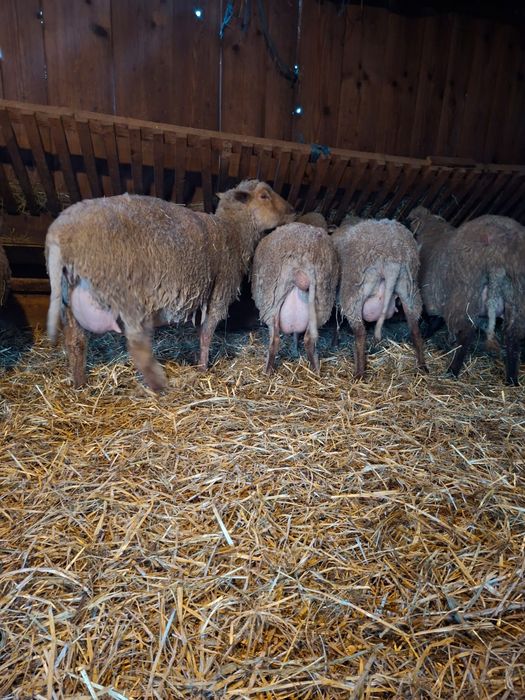 Oi tigaie varietate ruginie