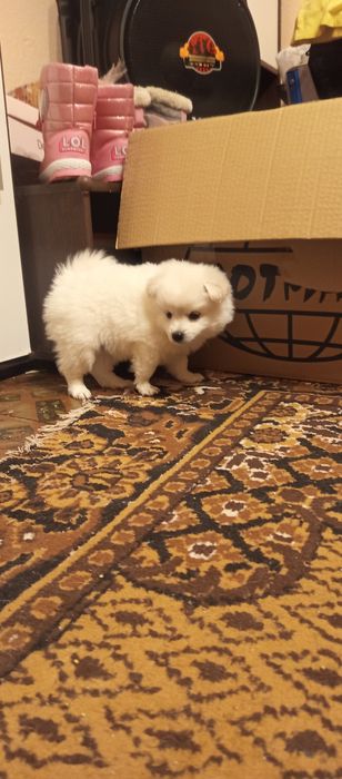 Мини шпиц померан много игриви