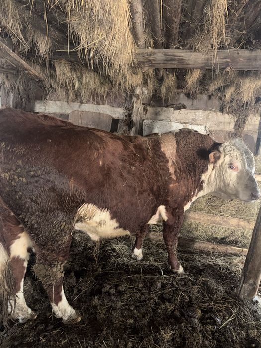 3 бас ақбас бұқалар сатылады