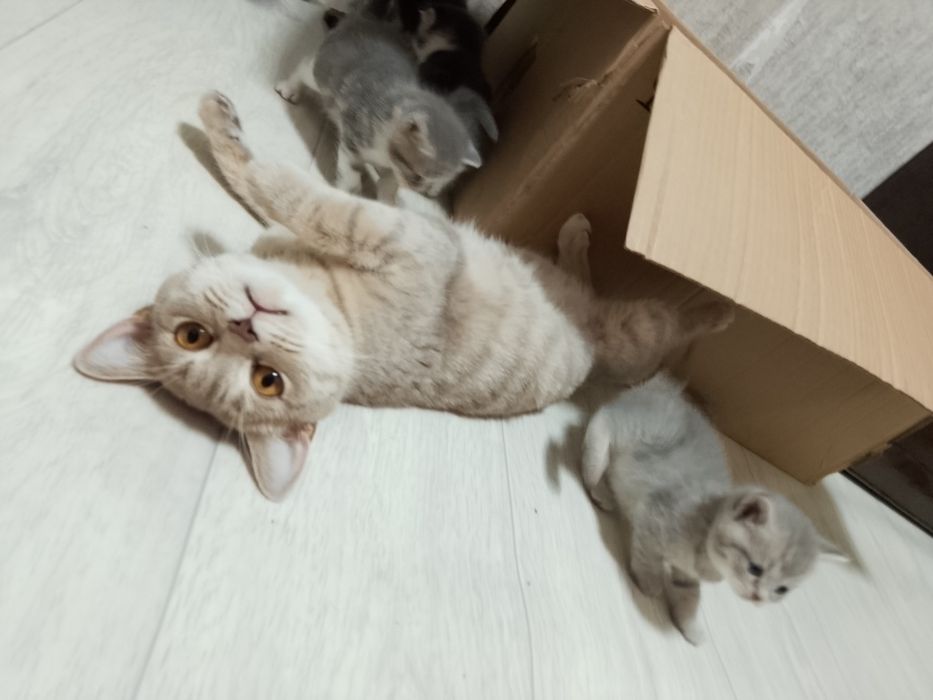 Отдам кошку британку
