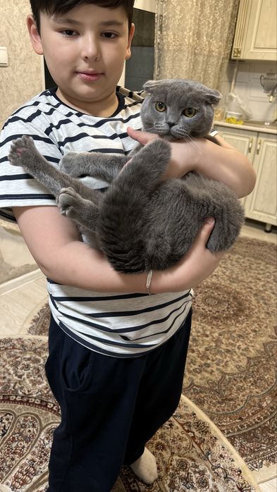 Породистая шатлантская вислоухая  кошка приученная