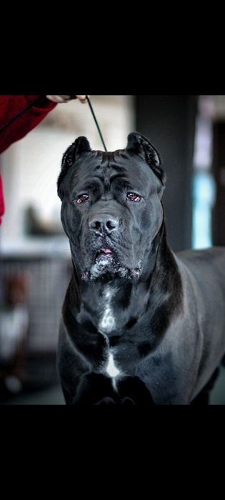 Кобель Кане Корсо вязка