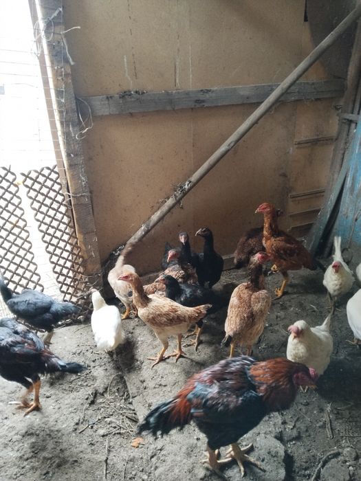 В продаже даканки