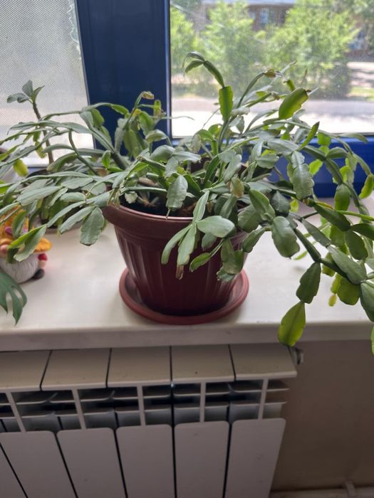 Декабрист розовый