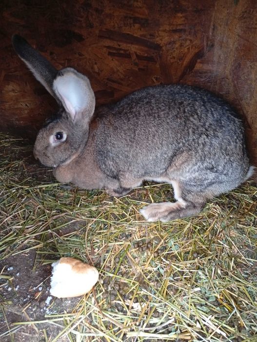 Vând  pereche de iepuri uriaș german