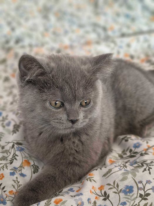 котета Британска късокосместа