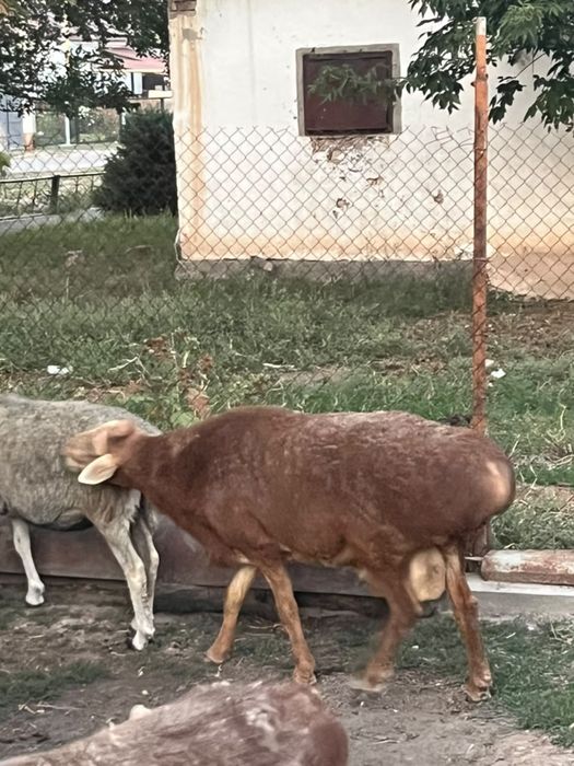4 жасар қошқар кошкар