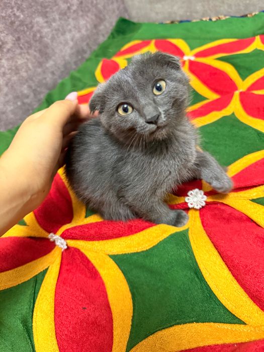 Маленький красивый котенок
