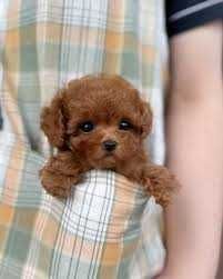 Pui Pudel/Poodle Red de vânzare – Crescut în familie