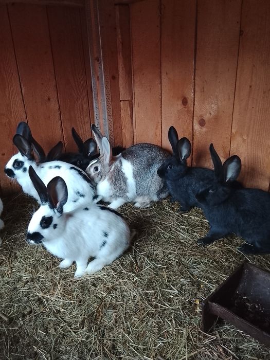 Vând iepuri de doua luni