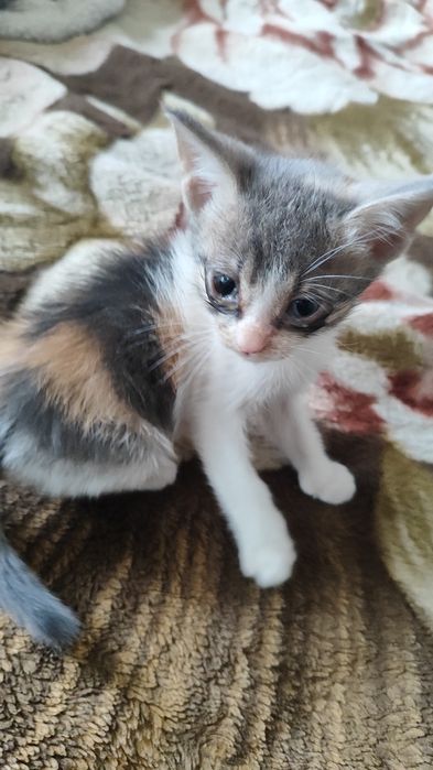 Отдаю 4 кототиков