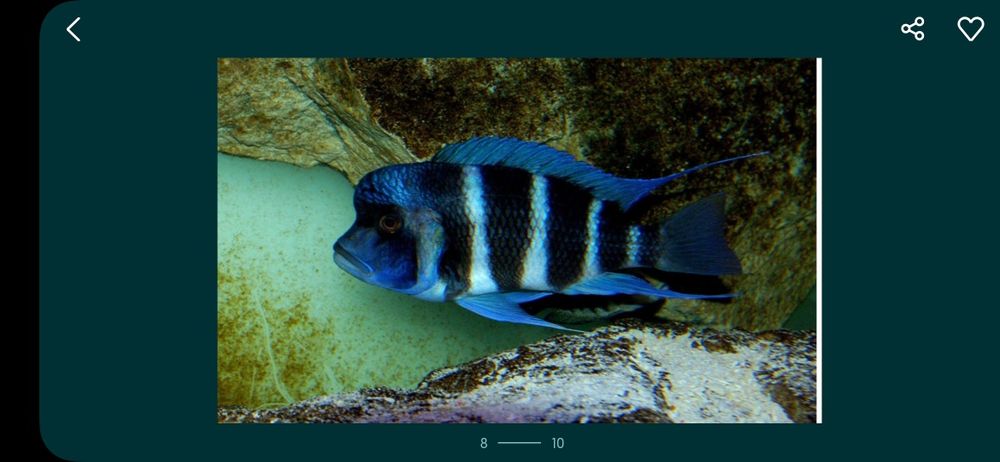 Аквариумни риби африкански цихлиди от езерото Танганика