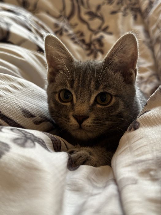 Котенок 7 мес мальчик