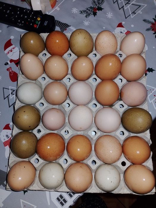 Oua pentru consum/incubat