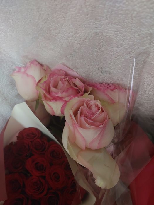 Цветы розы красные