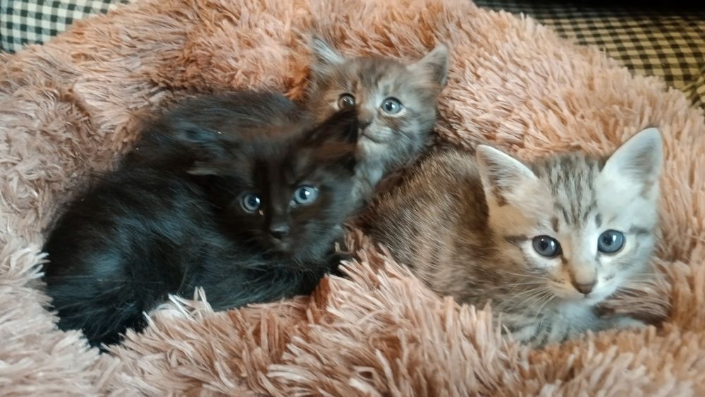 Отдам котят. Бесплатно
