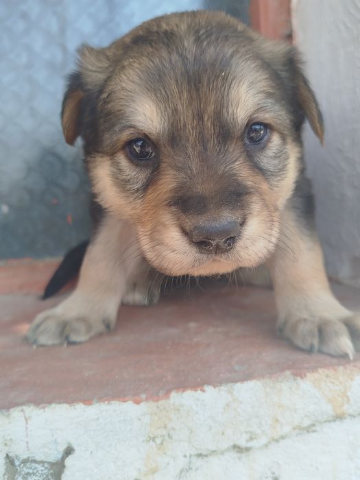 Отдам щенков девочек в хорошие руки безплатно