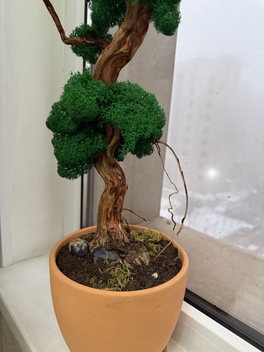 Продам законсервированный бонсай