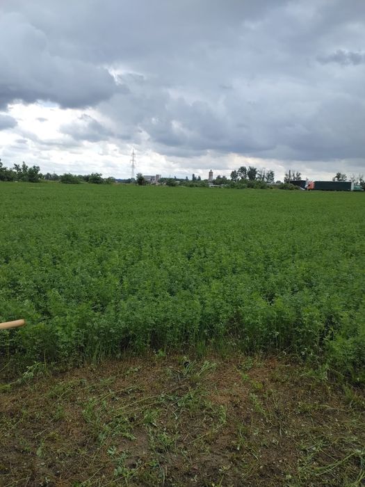 Vând lucernă , zona Buzău