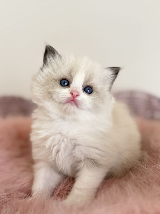 Рэгдолл Regdoll чистокровные!