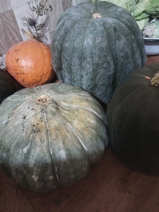 Продам тыкву на манты