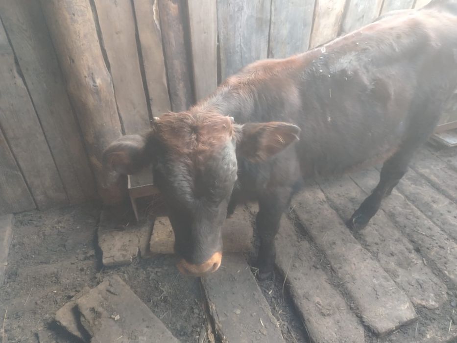 Продам телят, полугодовалые