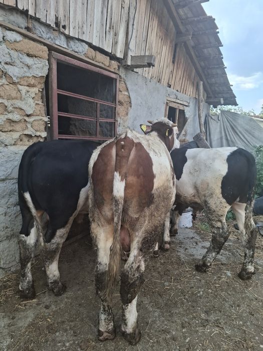 Vitei crescuti in godpodarie