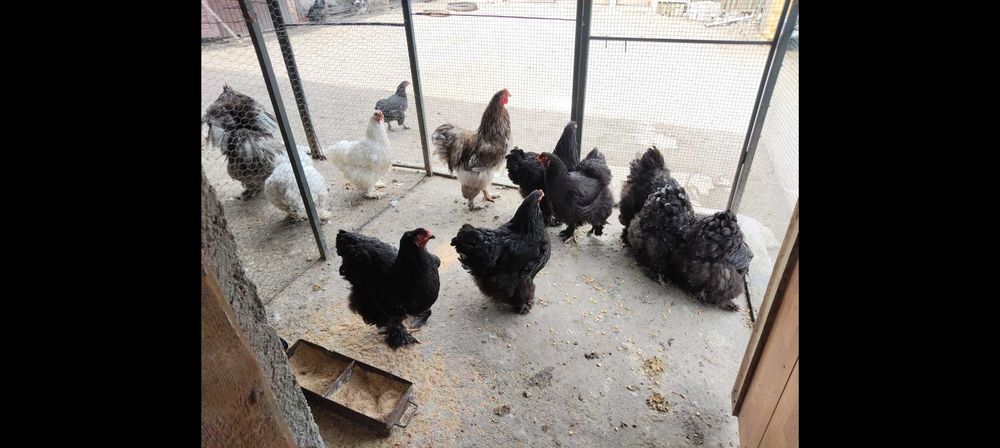 Ouă găini brahma