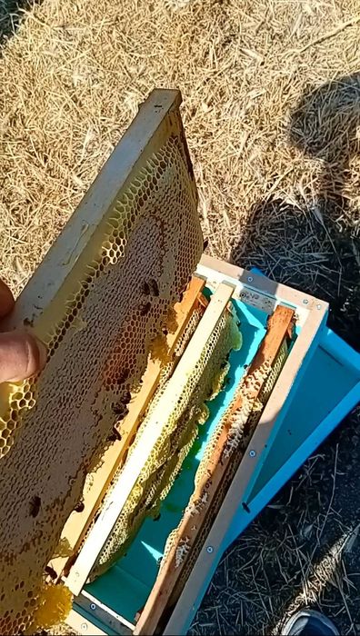 Нуклеуси от фибран