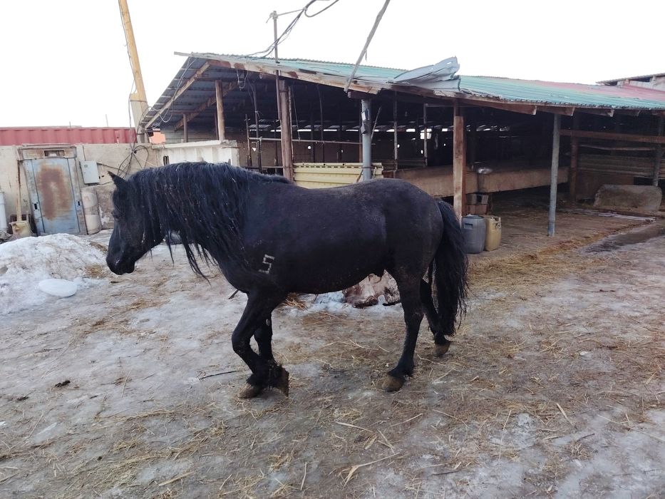 В продаже Жеребцы-Айгыры 5-6 лет