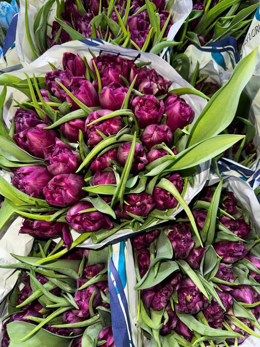 Тюльпаны оптом / розница от 25 штук