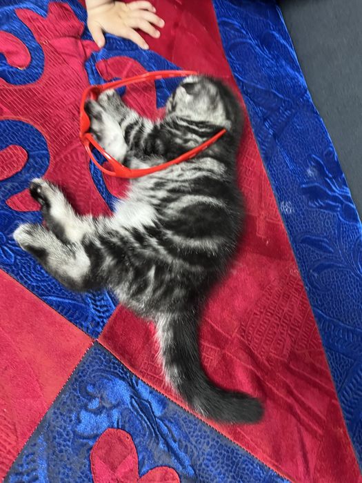 Продам котенка породистого