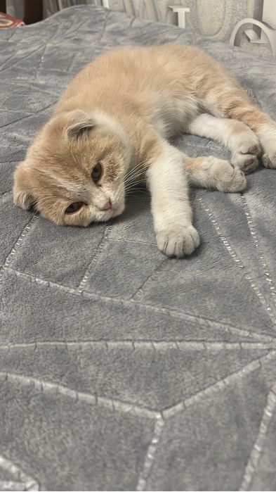Отдам котенка, мальчик
