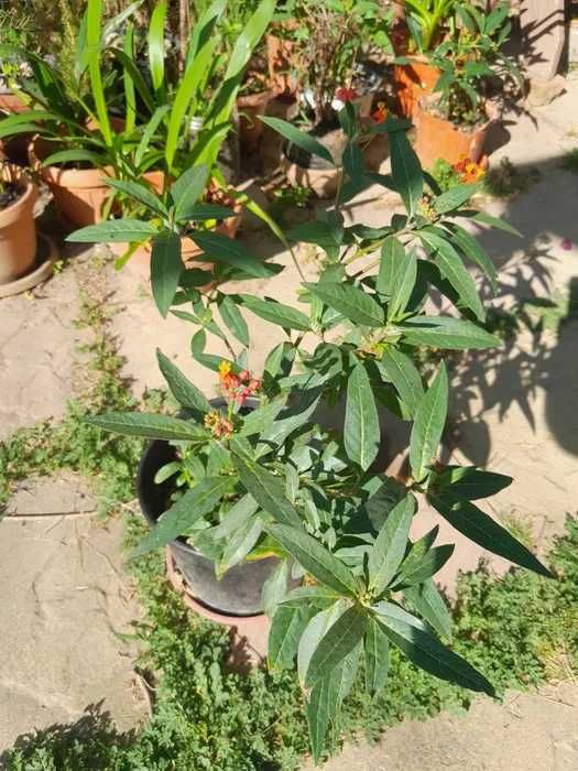 Leandru de Muntenegru