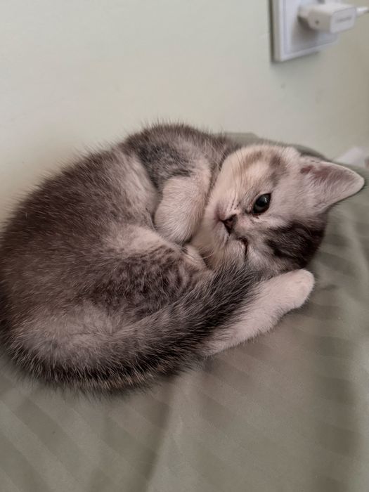 Скоттиш страйт