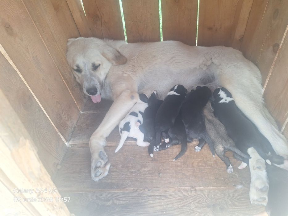 Donez femela metis Alabai cu Gangal varsta 2 ani
