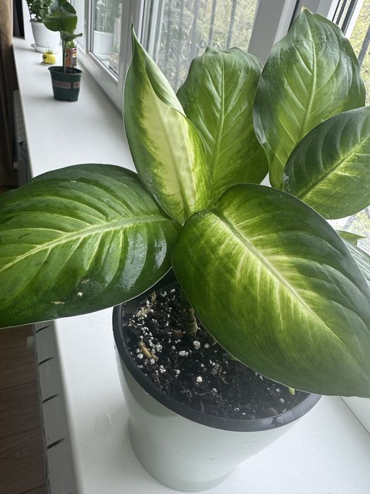 Комнатные цветы ухоженные