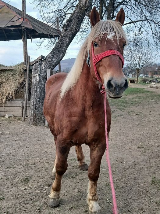 Iapa si mnz de vanzare