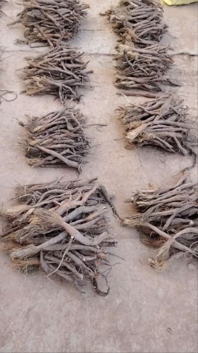 Коврак (Ferula) кочати ва уруги СОТИЛАДИ !