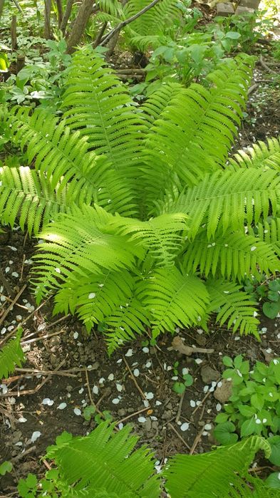 Продам папоротник