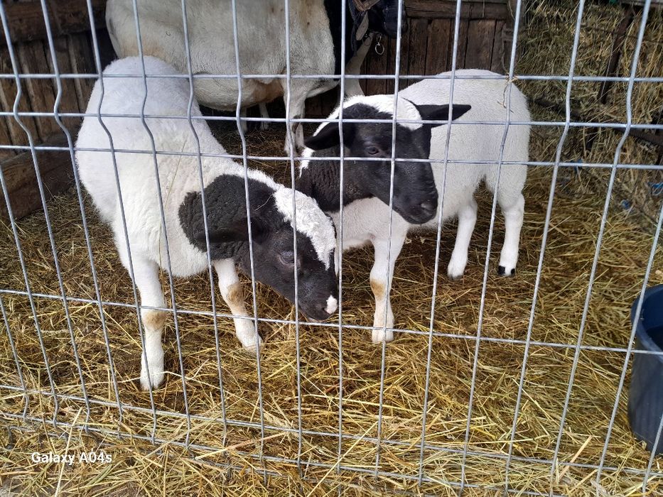 Berbec Dropper de vânzare , miei Dropper de vânzare