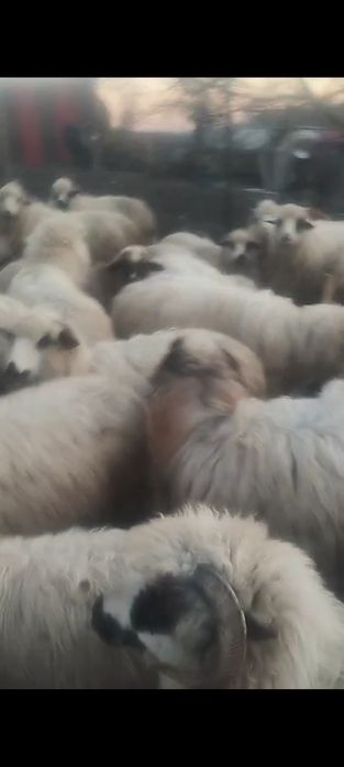 Vând oi tinere țurcane