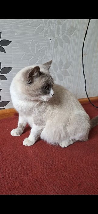 СРОЧНО! Кошка Сиамской породы беременная